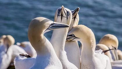 华体会app-明星运动员线上见面会粉丝热情高涨，运动员找明星